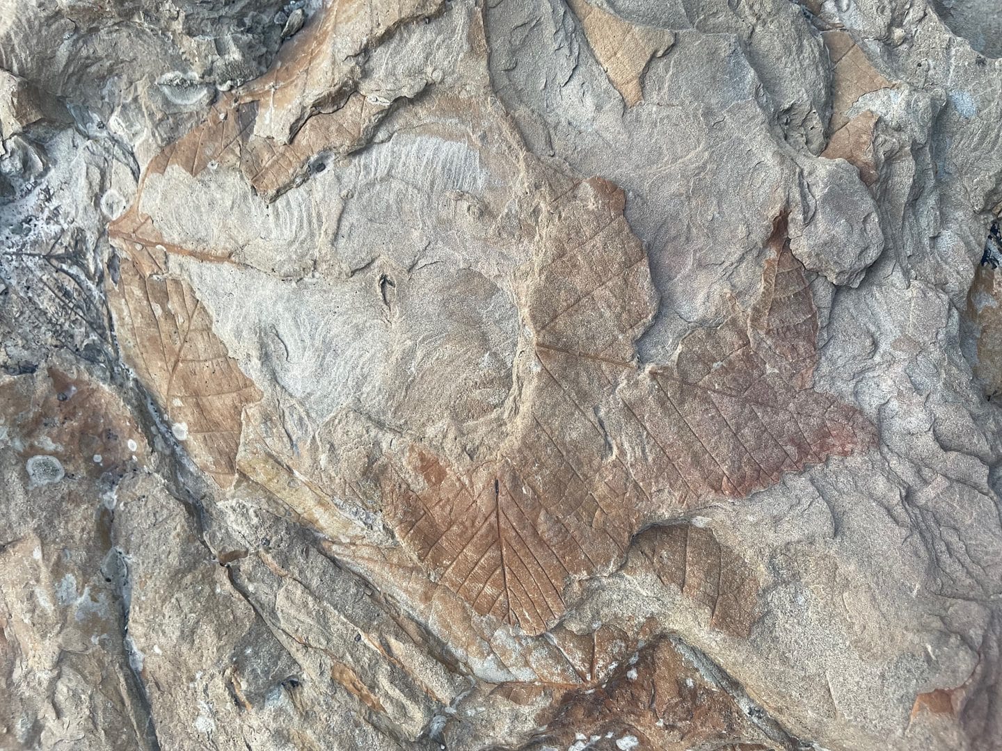 Fossil Rock in Longyearbyen, Svalbard, October 2024, photo: Esther Harrison